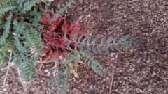 Astragalus lentiginosus semotus