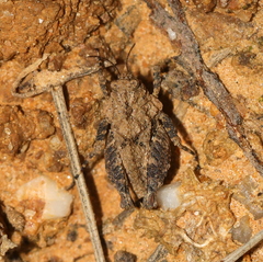 Tettiella