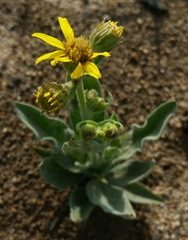 Arnica chamissonis incana