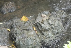 Hydrosaurus pustulatus