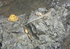 Hydrosaurus pustulatus