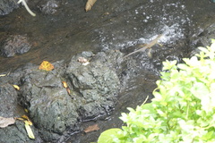 Hydrosaurus pustulatus