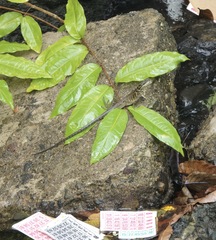 Hydrosaurus pustulatus