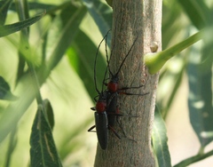 Stenosphenus sobrius