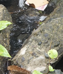 Hydrosaurus pustulatus