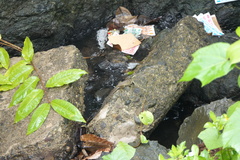 Hydrosaurus pustulatus