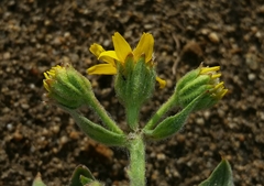 Arnica chamissonis incana
