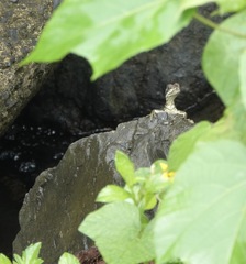 Hydrosaurus pustulatus