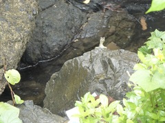 Hydrosaurus pustulatus