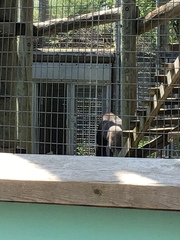 Gorilla gorilla