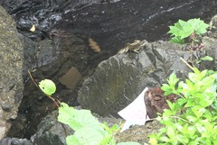 Hydrosaurus pustulatus