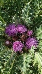 Cirsium scariosum congdonii