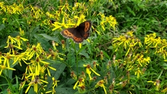 Erebia ligea