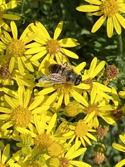 Eristalis tenax