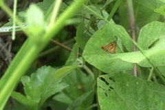 Taractrocera luzonensis