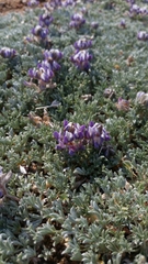 Lupinus breweri bryoides