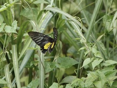 Troides rhadamantus