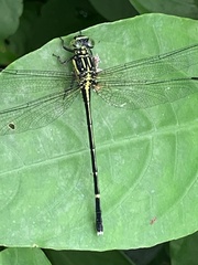 Leptogomphus sauteri formosanus