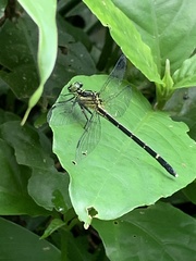 Leptogomphus sauteri formosanus