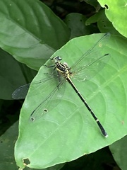 Leptogomphus sauteri formosanus