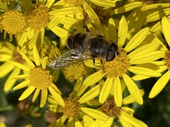 Eristalis tenax