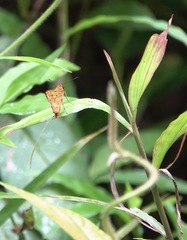 Taractrocera luzonensis
