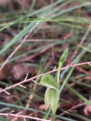 Pterostylis longifolia