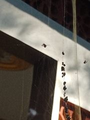 Argyrodes flavescens