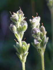 Veronica bellidioides