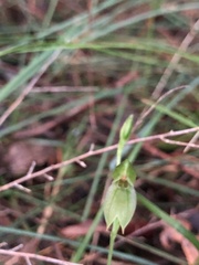 Pterostylis longifolia