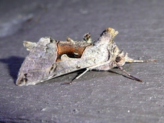 Autographa ampla