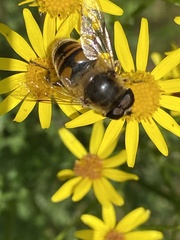 Eristalis tenax