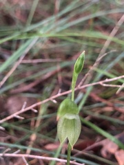 Pterostylis longifolia