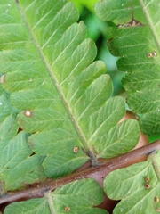 Christella
