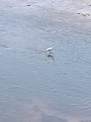 Egretta garzetta