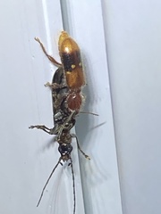 Priocera castanea