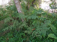Pteris tripartita