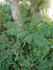 Pteris tripartita