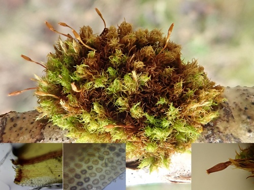 Ulota bruchii