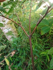 Pteris tripartita
