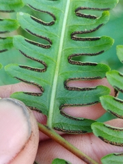 Pteris tripartita