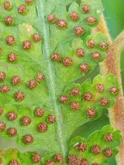 Microlepia speluncae