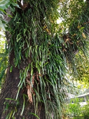 Pyrrosia longifolia