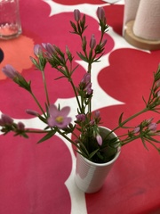 Centaurium littorale