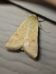 Heliocheilus paradoxus