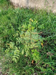 Senna occidentalis