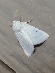 Leptosteges vestaliella