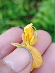 Senna occidentalis