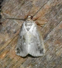 Maliattha synochitis