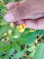 Senna occidentalis